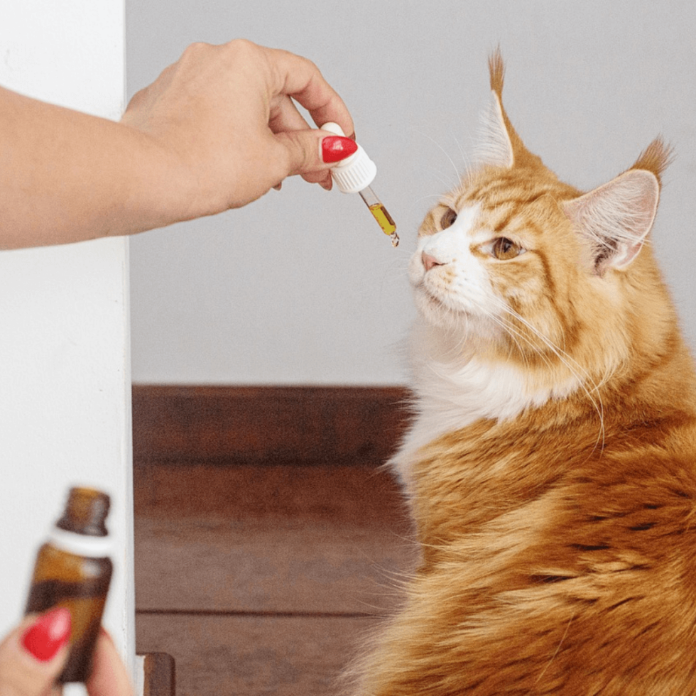 Pet Pharmacy In Sterling Heights, MI 48312 Serenity Animal Hospital