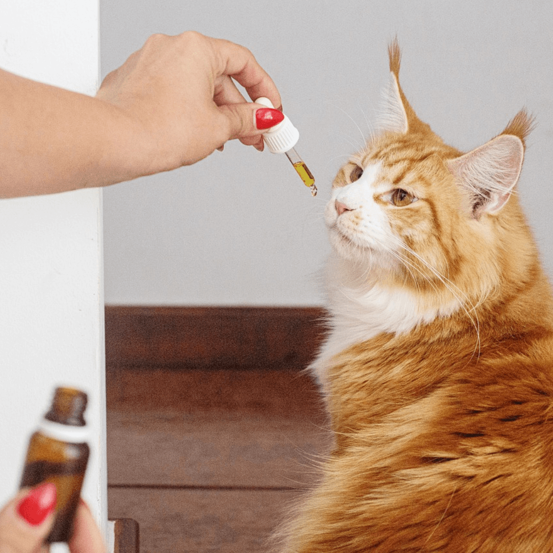 cat given medicine