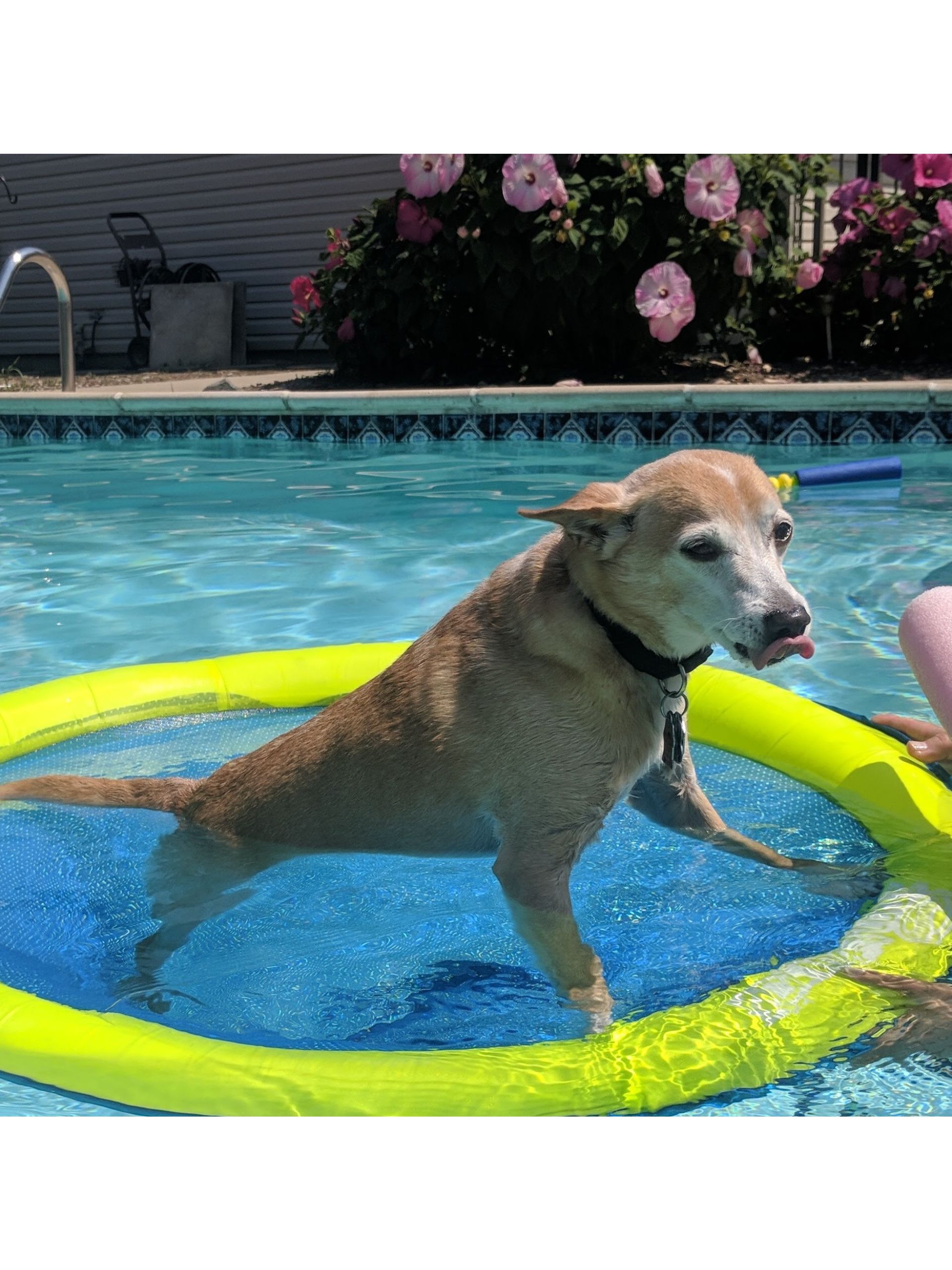 A dog in a pool