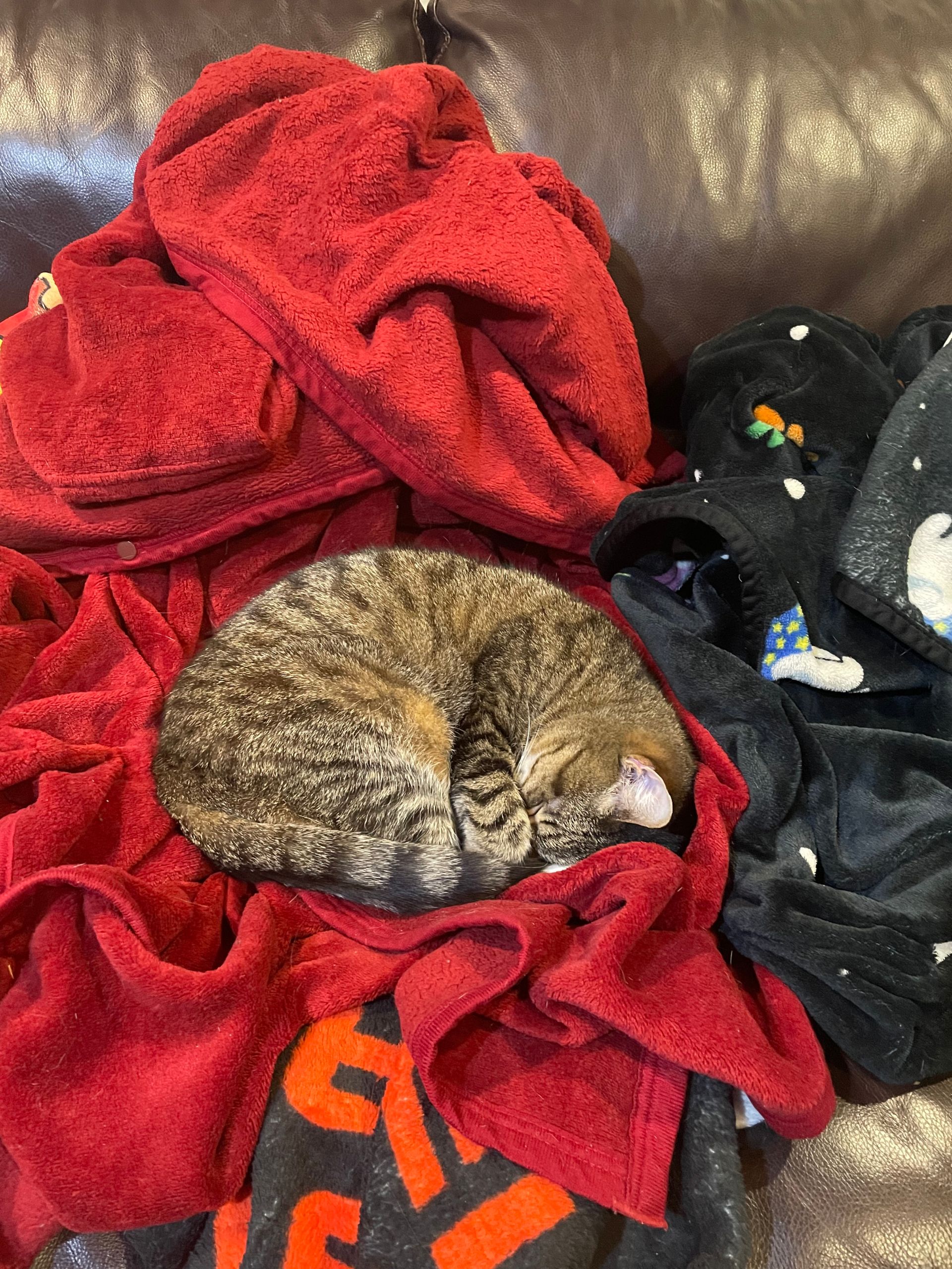 Phoebe